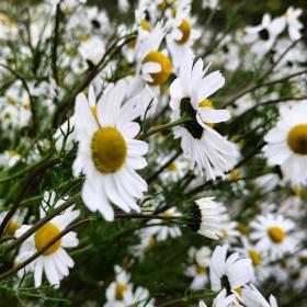 Sea chamomile (Matricaria Maritima)