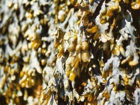 Seaweed Extract