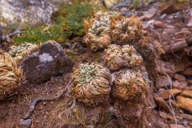 Selaginella Lepidophylla
