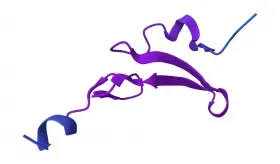 Epidermal Growth Factor