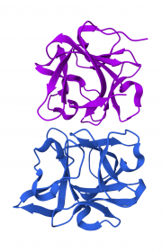 Fibroblast Growth Factor 10 (FGF10)