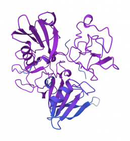 Recombinant Hepatocyte Growth Factor (HGF)