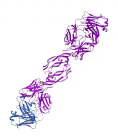 Vascular Endothelial Growth Factor A