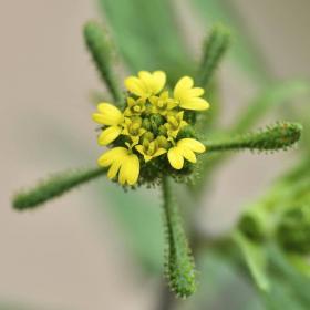Siegesbeckia Orientalis