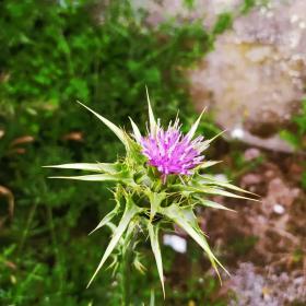 Silybum Marianum