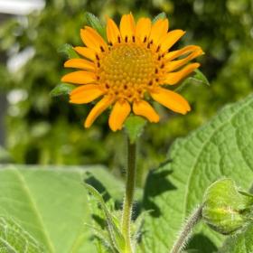 Smallanthus sonchifolius - Yacon