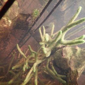 Spongilla Lacustris