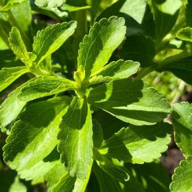 Stevia rabaudiana