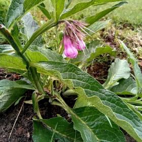 Comfrey