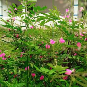 Tephrosia Purpurea