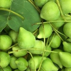 Kakadu plum fruit