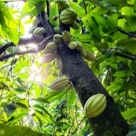 Theobroma cacao