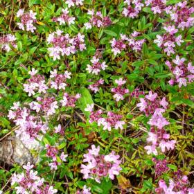 Thymus Serpyllum - Thyme