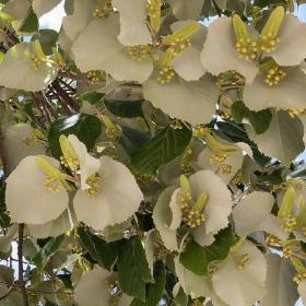Tilia Tomentosa