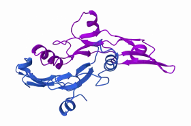 Transforming Growth Factor β3