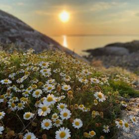Sea Mayweed (Tripleurospermum maritimum)