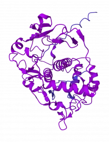 Tyrosinase