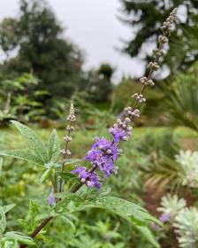 Vitex agnus-castus