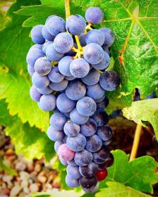 Vitis vinifera