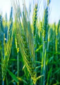 Triticum Vulgare