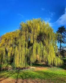 Willow