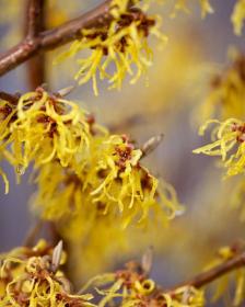 Hamamelis Virginiana