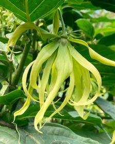 Ylang-ylang flower