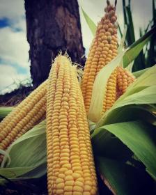 Zea Mays (corn)