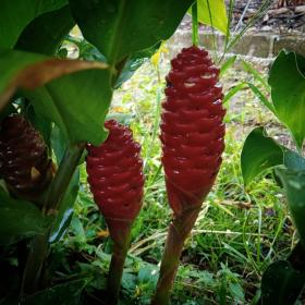 Bitter ginger (Zingiber Zerumbet)