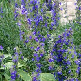 Hyssopus Officinalis