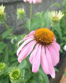 Echinacea augustafolia