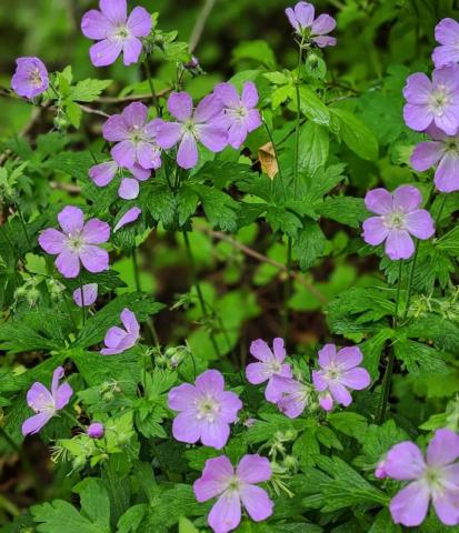 Geranium Maculatum