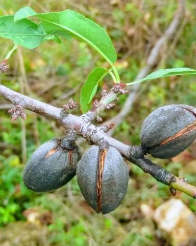 Almond plants