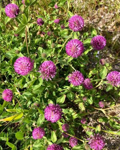Red Clover