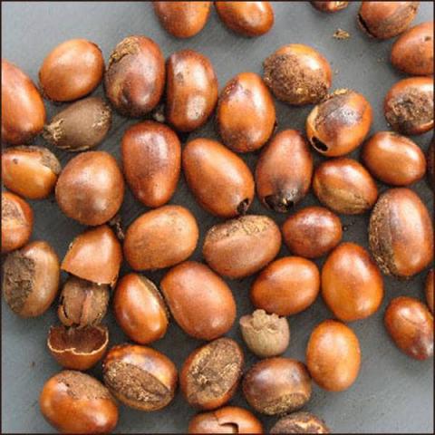 Shea seeds