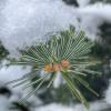 Siberian Fir
