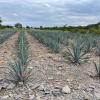 Blue Agave