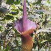 Amorphophallus Konjac