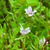 Waterhyssop