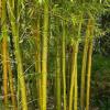 Bamboo