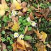 Daisy flowers