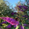 Buddleja Davidii