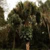 Carnauba tree