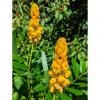 Cassia Alata (candle tree)