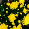 Chrysanthellum Indicum Extract