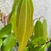 Cinnamomum Cassia Leafs