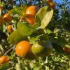 Tangerine