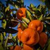 Japanese mandarin (Satsuma)