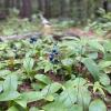 Clintonia Borealis