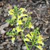 Collinsonia Canadensis